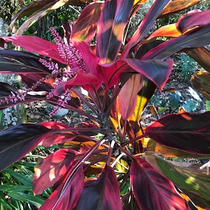 Waikaloa Hawaiian Sunset Cordyline Ti Graines De Plantes