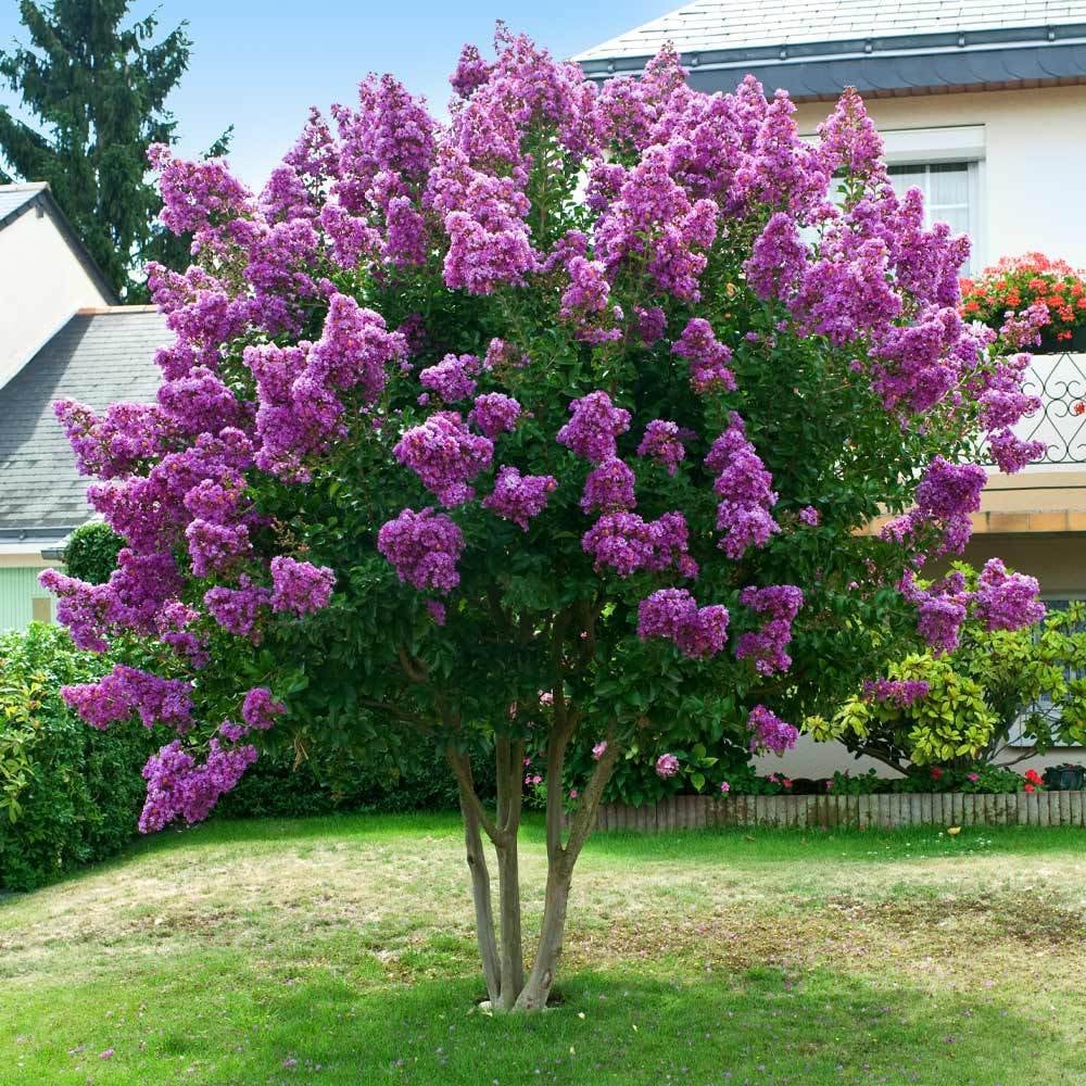 Purple Crepe Myrtle Tree (lagerstroemia Indica 'catawba') Indica (Crepe Myrtle) "Lilac"