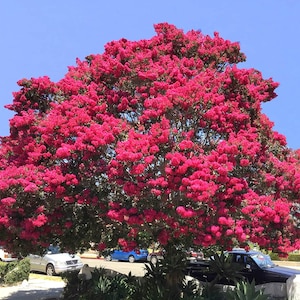 Crepe Myrtle Tree (Lagerstroemia Indica 'Fuchsia') Seeds