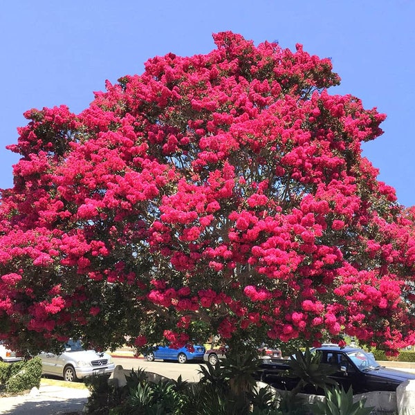 Crepe Myrtle Tree (Lagerstroemia Indica 'Fuchsia') Seeds