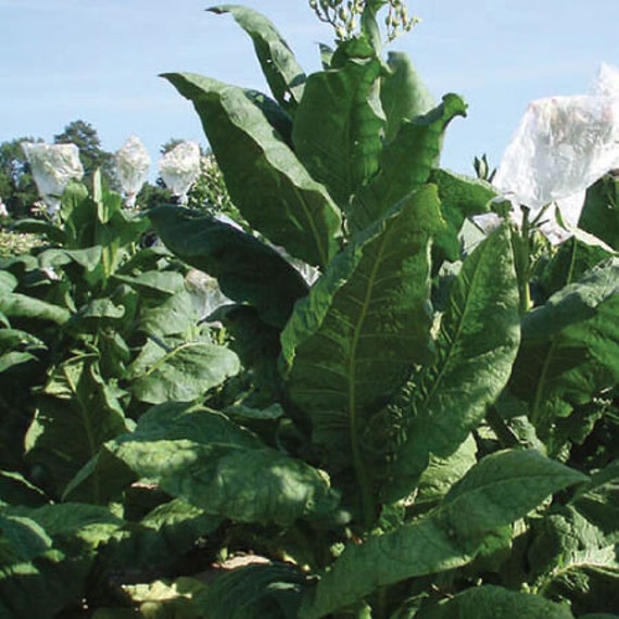 how big does a tobacco plant get Growing on Small Scale how big does a tobacco