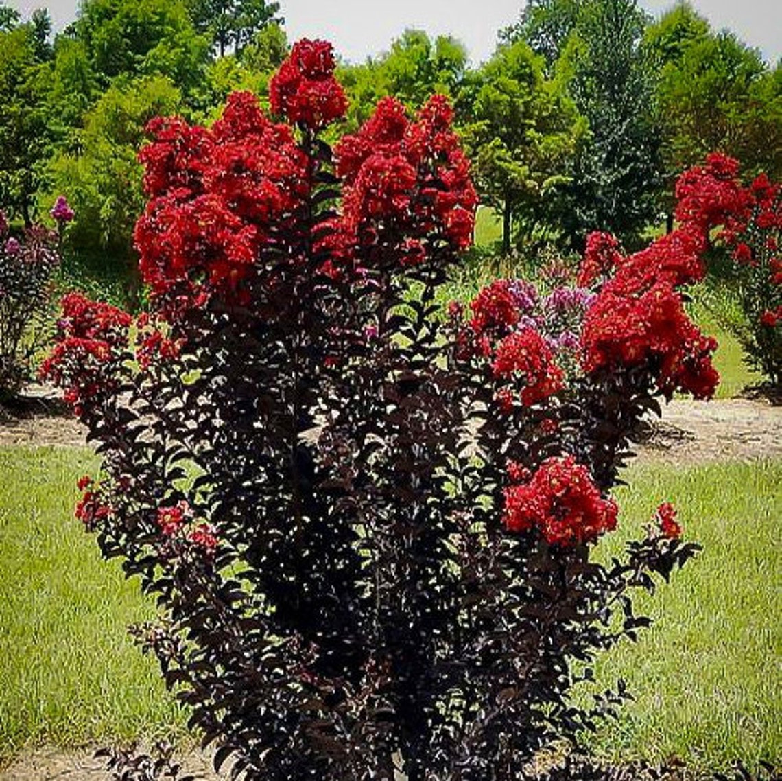 Black Diamond Crepe Myrtle Tree lagerstroemia Indica Etsy