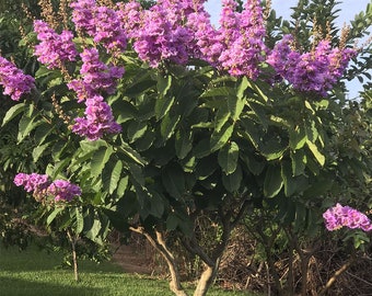 クイーンクレープマートル（Lagerstroemia Speciosa）の種子 - 2025年