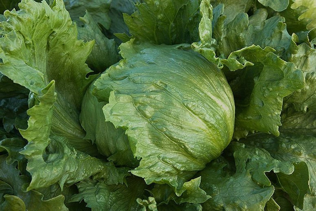 Organic Iceberg Lettuce Plant lactuca Sativa Seeds Etsy