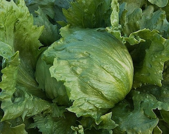 Graines de laitue Iceberg biologique (Lactuca Sativa)