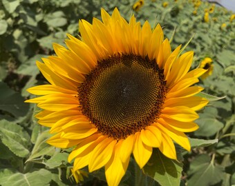 il_340x270.3613035566_izdp.jpg