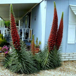 Tower of Jewels Plant (Echium Wildpretii) Seeds