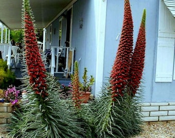 Tower of Jewels Plant (Echium Wildpretii) Seeds