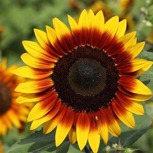Ring of Fire Sunflower Plant (Helianthus Annuus) Seeds