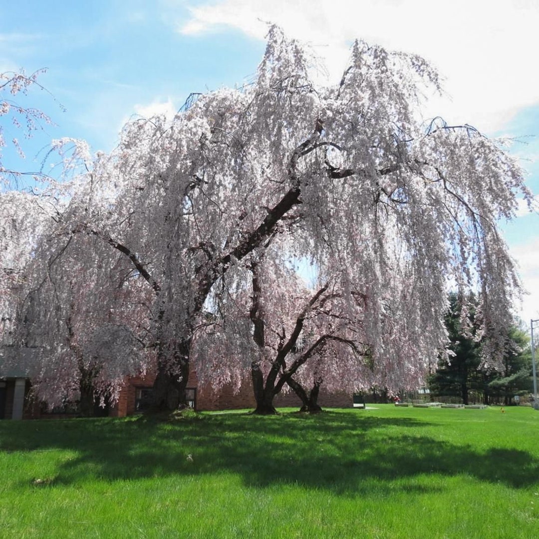 Weeping Yoshino Japanese Flowering Cherry Tree prunus Yeodensis Pendula