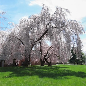 Weeping Yoshino Japanese Flowering Cherry Tree (Prunus Yeodensis Pendula) Seeds - NEW FOR 2025