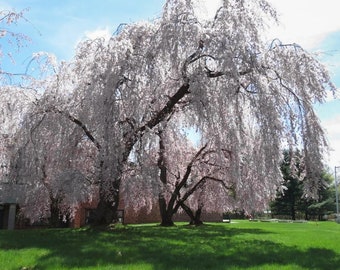 Weeping Yoshino Japanese Flowering Cherry Tree (Prunus Yeodensis Pendula) Seeds