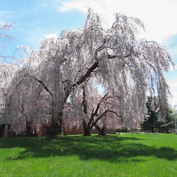 Graines de cerisier à fleurs japonais Yoshino pleureur (Prunus Yeodensis Pendula)