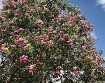 Semillas de sauce del desierto (Chilopsis linearis)