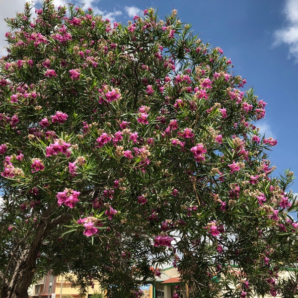 Desert Willow Tree (Chilopsis Linearis) Seeds