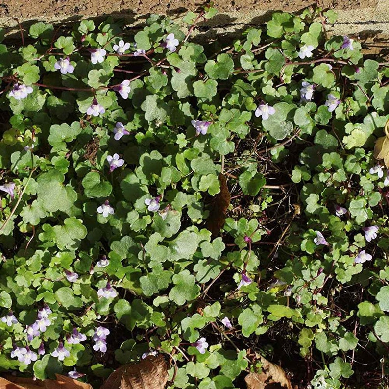 Kenilworth Ivy Plant Cymbalaria Muralis Seeds image 2