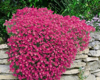 Red Rock Cress Groundcover Plant (Aubrieta Hybrida Superbissima Cascade Red) Seeds