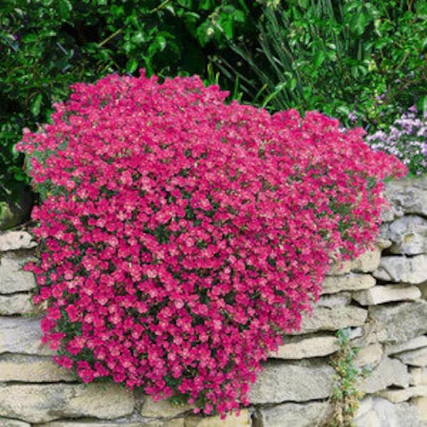 Red Rock Cress Groundcover Plant (Aubrieta Hybrida Superbissima Cascade Red) Seeds