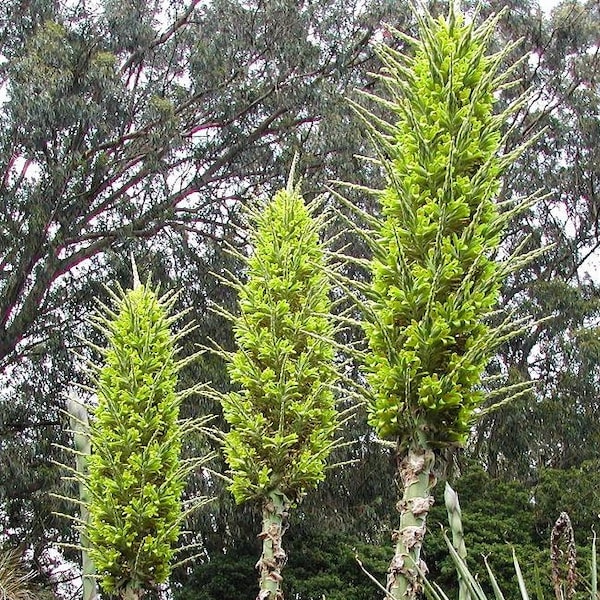 Golden Chilean Puya Plant (Puya Chilensis) Seeds