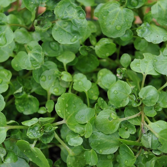 Water Cress (Nasturtium officinale), The Aromatic