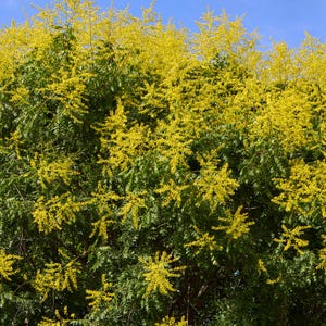 Puede incluir: Un árbol con hojas verdes y flores amarillas. El árbol está en plena floración y las flores cubren las ramas.