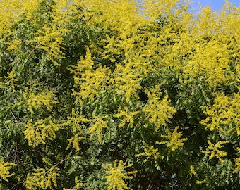 Golden Rain Tree (Koelreuteria Paniculata) Seeds