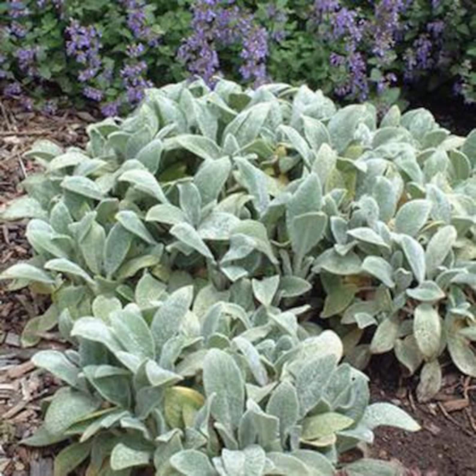 Lamb's Ear Ornamental Groundcover Plant stachys Byzantia Etsy