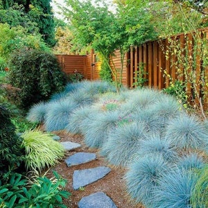 Elijah Blue Fescue Ornamental Grass (Festuca Ovina Glauca) Seeds