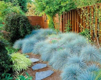 Elijah Blue Fescue Ornamental Grass (Festuca Ovina Glauca) Seeds