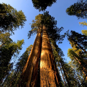 Giant Redwood Sequoia Tree (Sequoiadendron Giganteum) Seeds