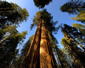 Giant Redwood Sequoia Boom (Sequoiadendron Giganteum) Zaden