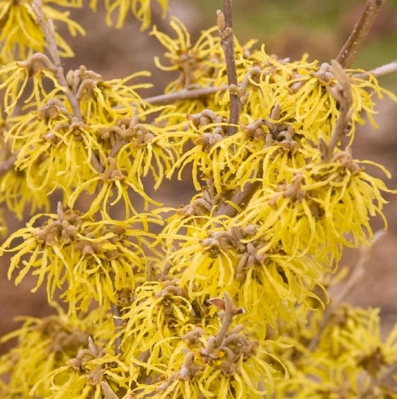 Toverhazelaar - Hamamelis intermedia 'Arnold Promise