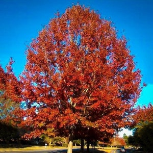 Red Oak Tree (Quercus Rubra) Seeds