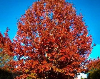 Semillas de roble rojo (Quercus rubra)