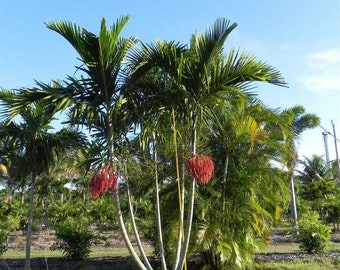 Alexander Palm Tree (Ptychosperma Elegans) Seeds