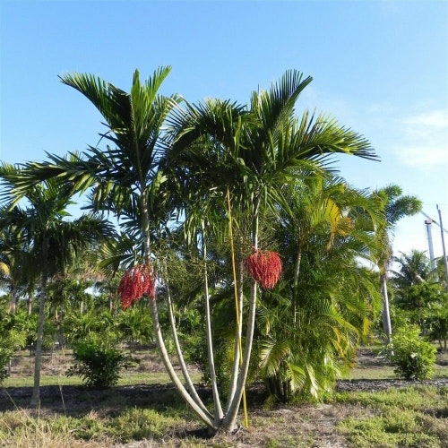 Alexander Palm Tree (Ptychosperma Elegans) Seeds