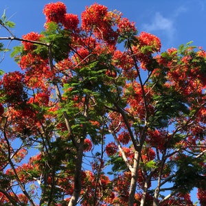 Royal Poinciana Flamboyant Tree Delonix Regia Seeds image 5