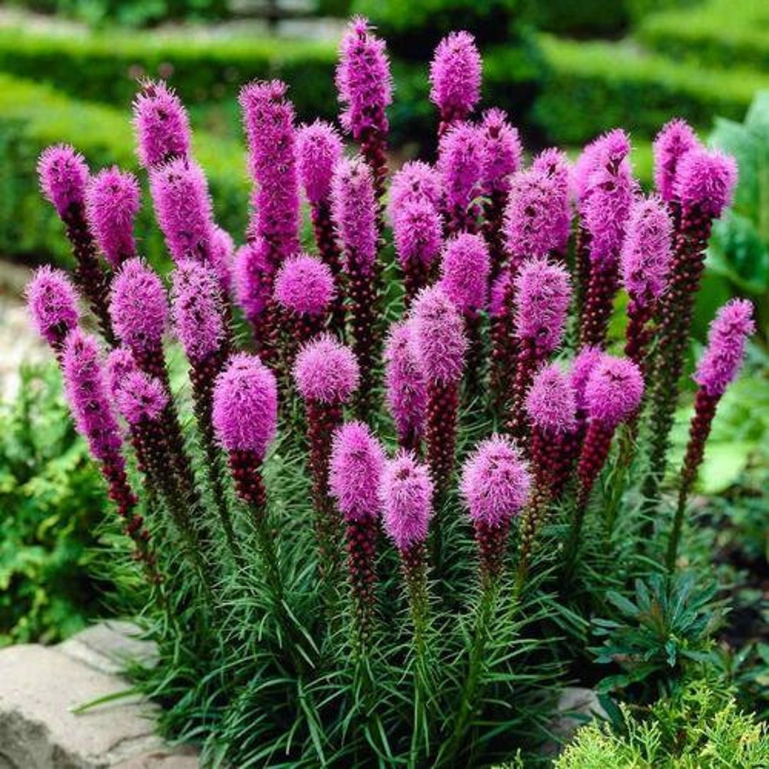Dense Blazing Star Plant (liatris Spicata) Seeds - Etsy Canada