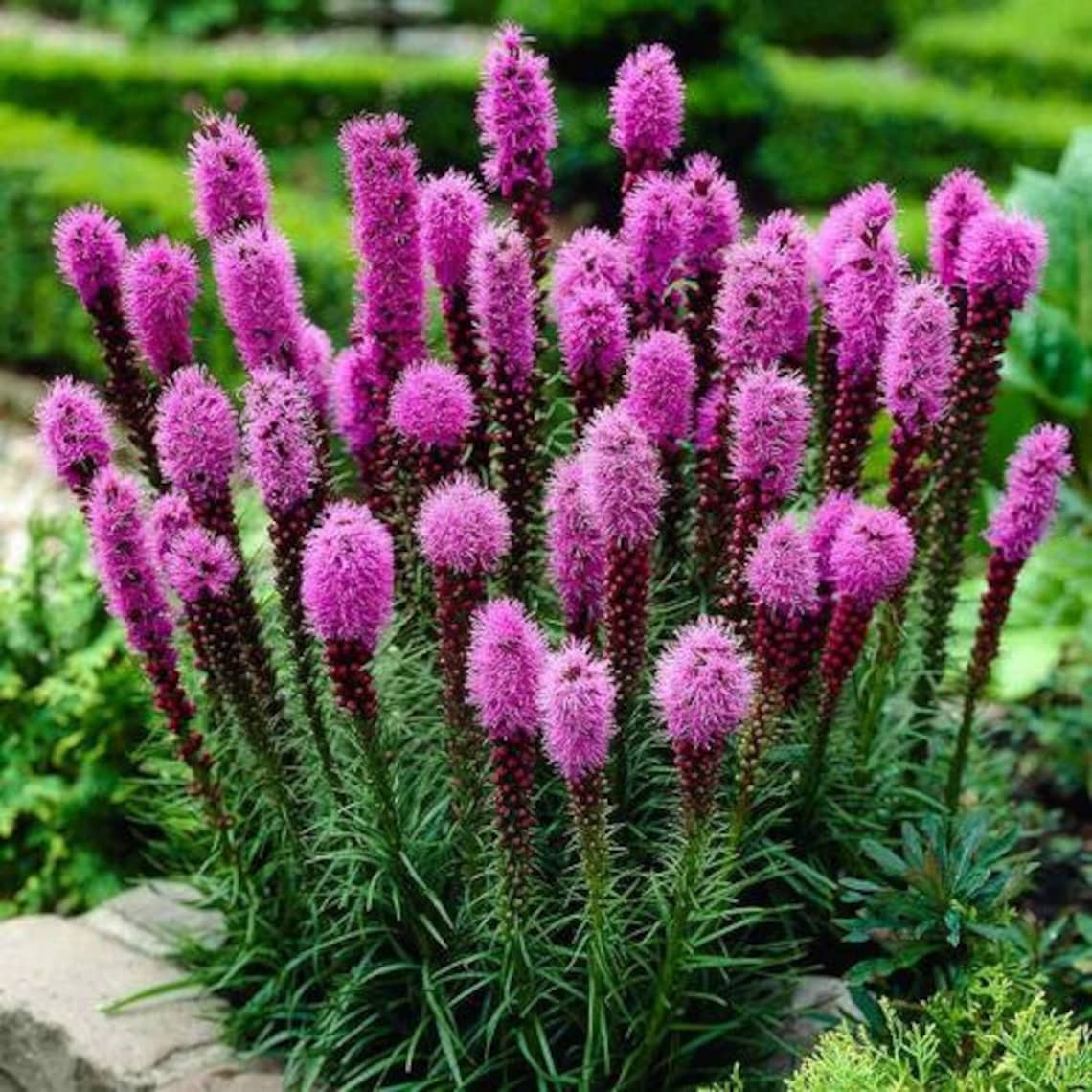 Dense Blazing Star Plant liatris Spicata Seeds - Etsy