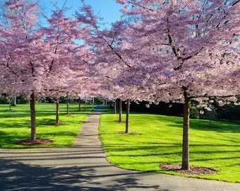 Awanui Yoshino Japanese Flowering Cherry Tree (Prunus Yeodensis 'Awani') Seeds - NEW FOR 2024