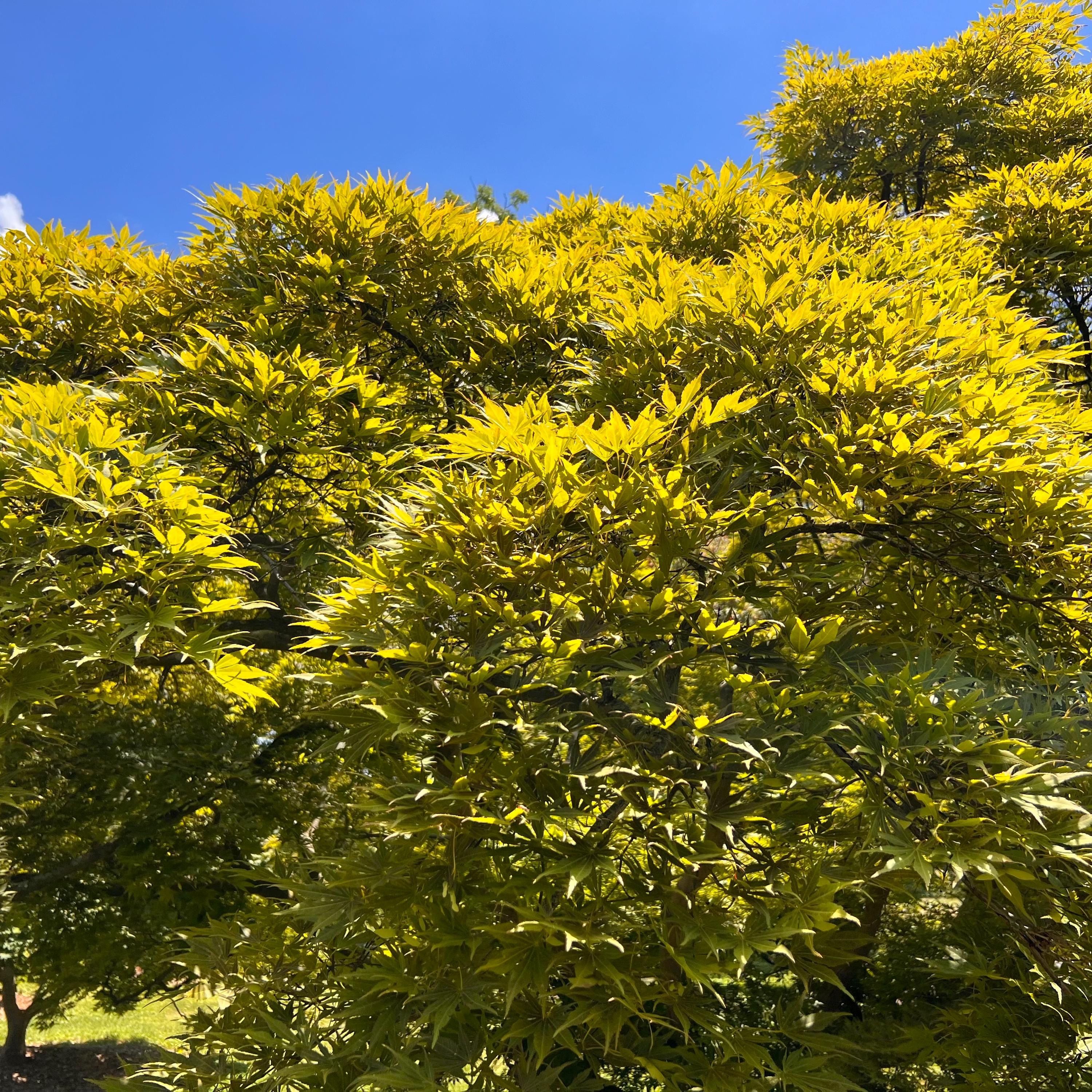 Matsukaze Japanese Maple Tree (acer Palmatum 'matsukaze') Seeds