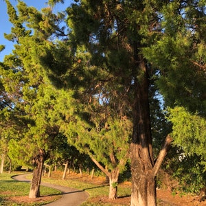 Southern Red Cedar Tree (Juniperus Silicicola) Seeds - NEW FOR 2024