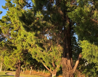 May include: A group of three evergreen trees with lush green foliage and brown bark. The trees are growing in a grassy area with a paved path winding through the scene.