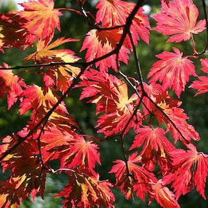 Full Moon Japanese Maple Tree (Acer Japonicum &#39;Aconitifolium&#39;) Seeds - NEW FOR FALL 2024