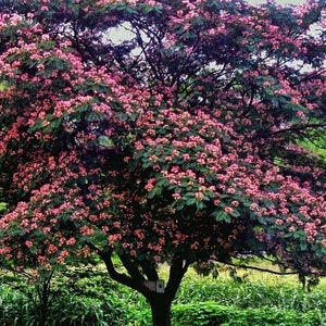 Mimosa Persian Silk Tree Albizia Julibrissin Seeds image 2