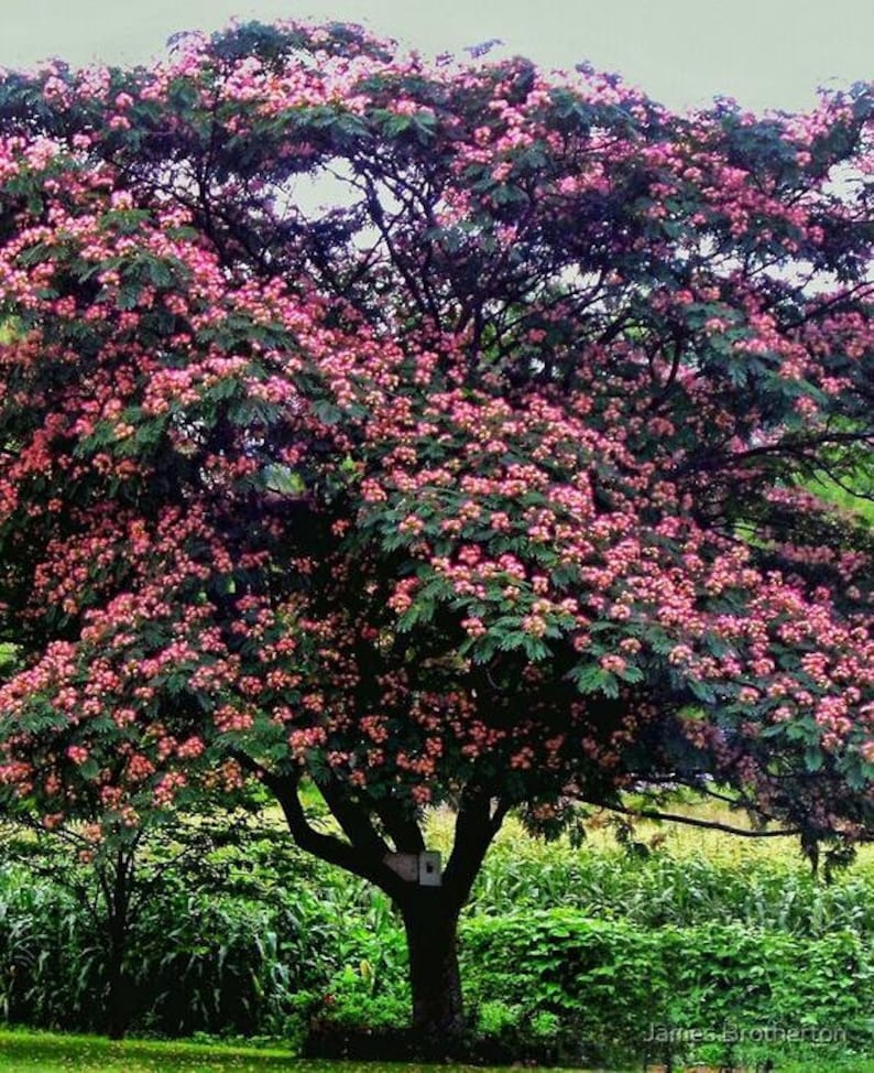 Mimosa Persian Silk Tree Albizia Julibrissin Seeds image 2