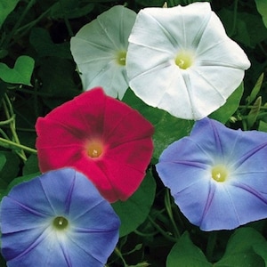 USA Old Glory Morning Glory Flower (Ipomoea Purpurea) Seeds