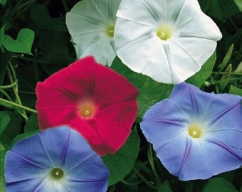 USA Old Glory Morning Glory Flower (Ipomoea Purpurea) Seeds