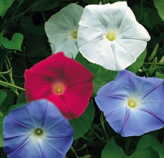 USA Old Glory Morning Glory Flower (Ipomoea Purpurea) Seeds