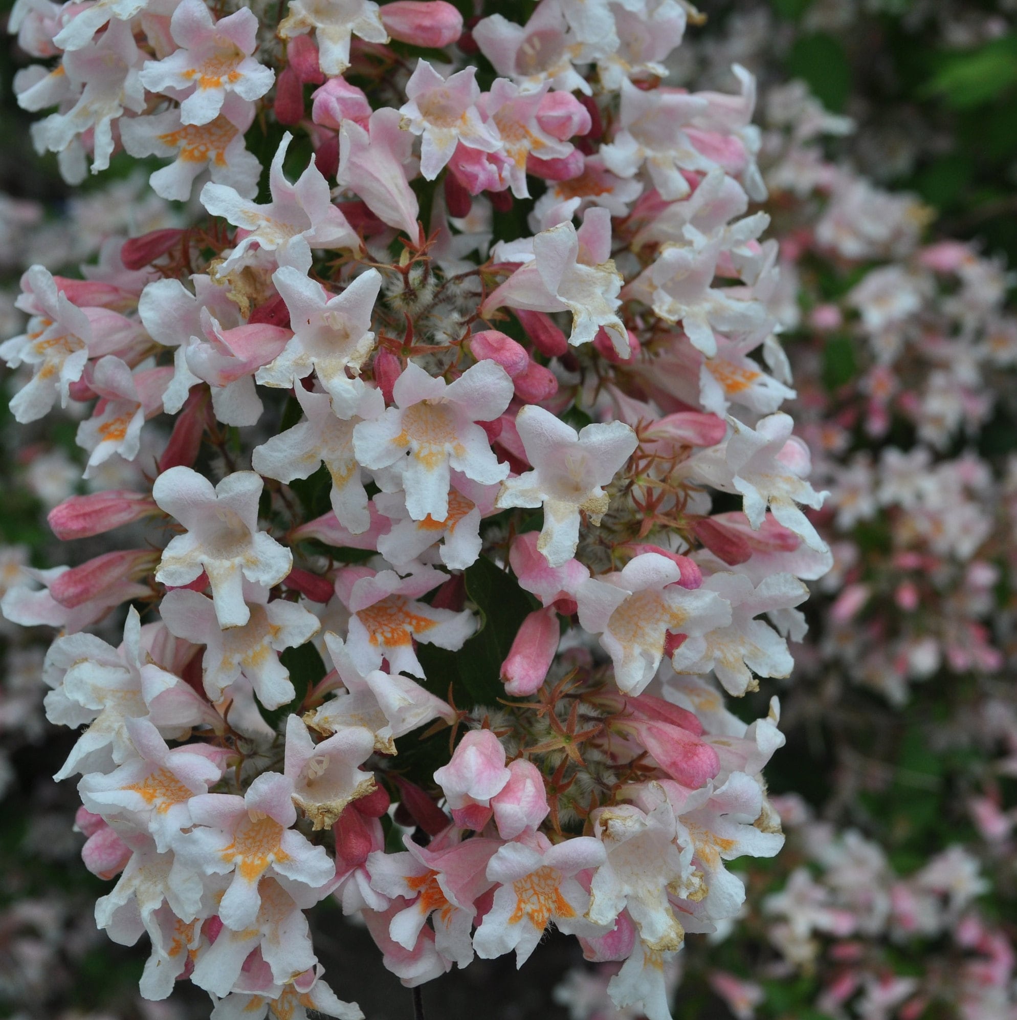 Buy Kolkwitzia Amabilis: Beauty Bush Seeds Online In USA, Kolkwitzia - Foto 2